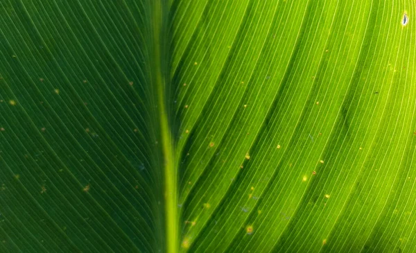 Background image of a green leaf. Banana leaf
