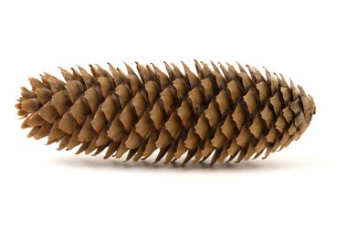 Beyaz arka planda izole edilmiş çam kozalağı