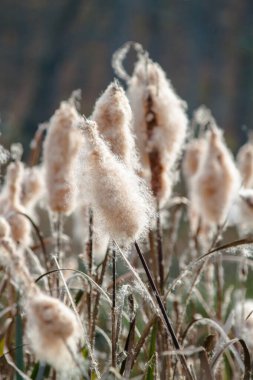 Kedi kuyruğunun kabarık tohumları. Gölün yakınındaki sahil bitkileri. Sonbaharın sonu