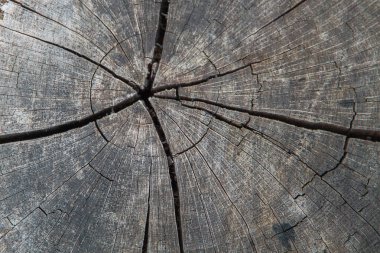 Eski bir kütüğün kesiti. Üst manzara, yakın plan. Arkaplan resmi