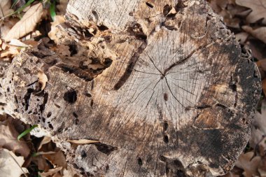 Sonbahar yapraklarında çatlaklar ve böcek delikleri olan eski bir ağaç kütüğü. Üst Manzara. Arkaplan resmi