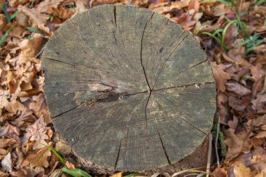 Sonbahar yaprakları arasında halkaları ve çatlakları olan bir ağaç kütüğü. Üst görünüm