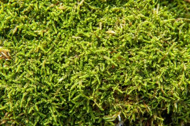 Uzun yeşil yosun yakın plan. Arkaplan resmi