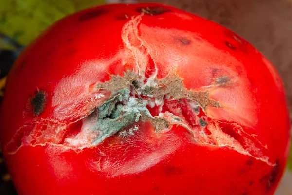 A rotten smashed red tomato with mold close up top view. Bad vegetable with desease