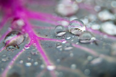 Mor damarlı lahana yaprağına bir damla su. Makro fotoğrafçılık. Seçici odaklanma. Arkaplan resmi