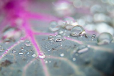 Mor damarlı bir lahana yaprağına çiy damlası düşer. Makro fotoğrafçılık. Seçici Odaklanma