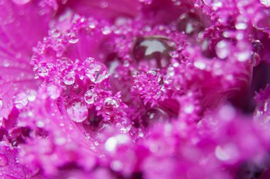 Mor bir yaprağın üzerine çiy damlası düşer. Makrofotoğrafçılık. Seçici odaklanma. Arkaplan resmi