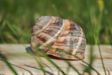 Kuru, kirli salyangoz kabuğu yeşil çimlerin arasında bir tahtada. Yakın plan. Seçici odak