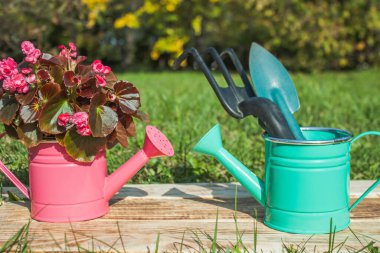 Begonya çiçeğiyle süslü pembe bir sulama kutusu ve bahçe malzemesi ile yeşil bir sulama kutusu, yanmış tahtaların üzerinde çimen arka planına karşı dururlar. Yakın plan.