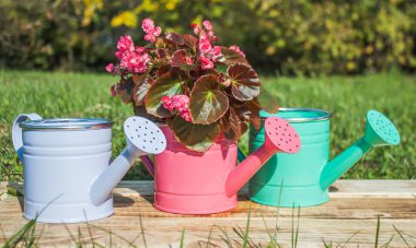 Üç dekoratif sulama tenekesi yanmış tahtaların üzerinde çimlerin üzerinde duruyor. Bir tanesinin içinde Begonya çiçeği var. Yakın plan.
