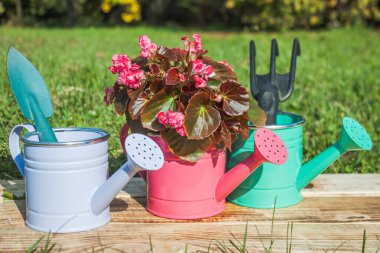Üç dekoratif sulama tenekesi yanmış tahtaların üzerinde çimlerin üzerinde duruyor. Birinde bir Begonia çiçeği, diğerinde bir spatula, üçüncüde bir tırmık var. Yakın plan.