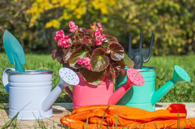 Bahçedeki tahtaların üzerinde begonya çiçekli üç renkli süsleme kutusu ve bir bahçe aletleri standı. Yakınlarda turuncu iş eldivenleri var. Yakın plan.