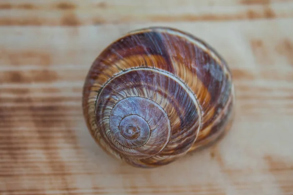 Sharp outline of the spiral on the shell of the snail. Close-up. Selective focus