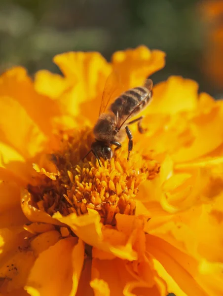 A honey bee collects nectar in Tagetes. Selective focus. Vertical orientation. Macro photography