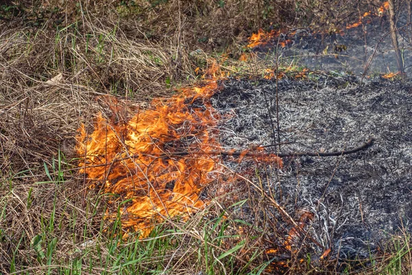 The wind blows up the flames that engulf the dry grass. The cause of forest fires. The concept of careless handling of fire