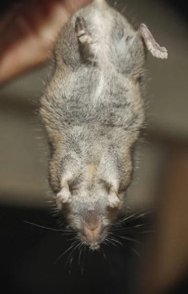 Large Rat Caught Held Upside Tail Close — Stock Photo, Image