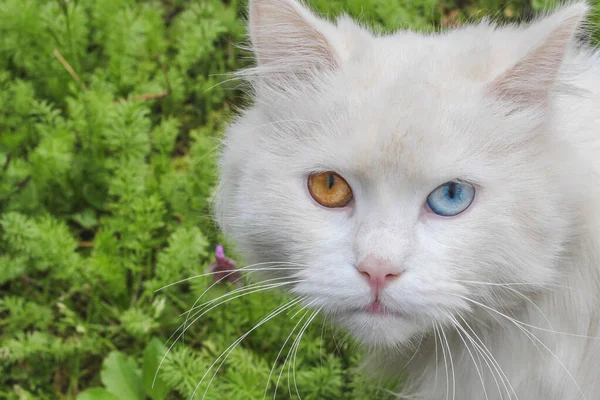 Farklı renkte gözleri olan beyaz bir kedi. Biri turuncu ve diğeri mavi. Bu fenomene heterokromi denir.