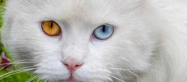 Bílá Kočka Pestrobarevnýma Očima Tento Jev Nazývá Heterochromie — Stock fotografie