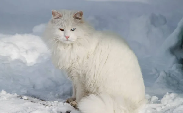 Domácí Bílá Kočka Pestrobarevnýma Očima Sedí Sněhu — Stock fotografie