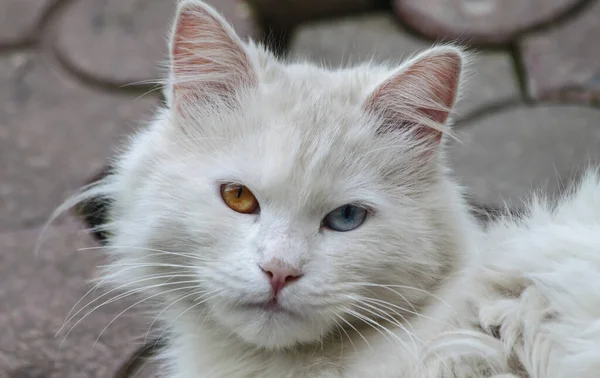 Domácí Bílá Kočka Oranžově Modrým Okem Detailní Záběr — Stock fotografie