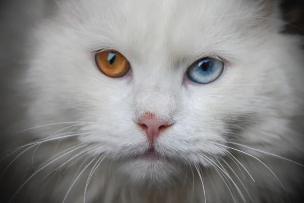 Čistá Domácí Bílá Kočka Výmluvnýma Pestrobarevnýma Očima Zblízka Heterochromie Zvířat — Stock fotografie