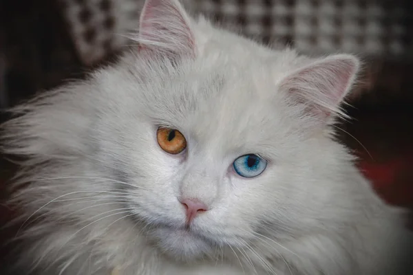 Flauschige Weiße Katze Mit Blauen Und Orangen Augen Aus Nächster — Stockfoto