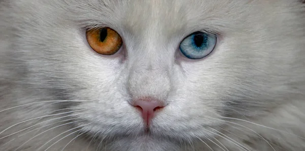 Schnauze Einer Weißen Katze Mit Bunten Augen Blau Und Orange — Stockfoto