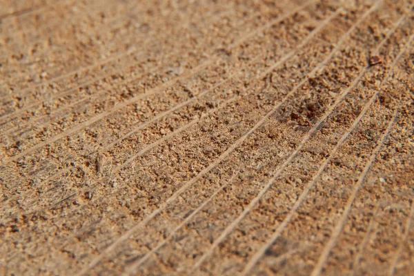 Structure Wood Surface Fibers Stripes Macro Photography Selective Focus Background — Stock Photo, Image