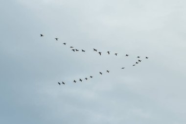 A flock of wild geese flying in a wedge against the pale blue sky. The concept of migratory birds