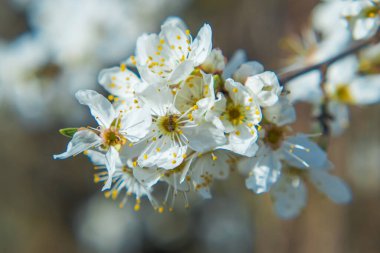 Budding and apple blossom. Selective focus. Early Spring concept