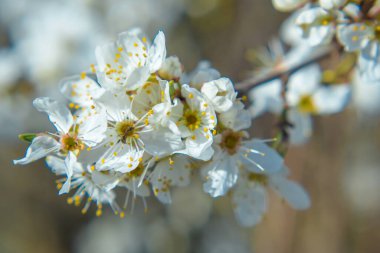 Budding and apple blossom in mid-March. Selective focus. Early Spring concept