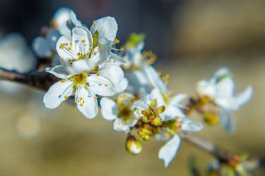 Blooming white flowers on the branches of an apple tree. Selective focus. Early Spring concept