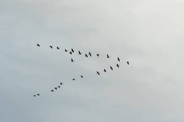 Vahşi ördekler gri gökyüzüne karşı bir kama içinde uçarlar. Göçmen kuşlar kavramı