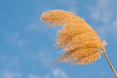 Pofuduk kuru sazlıklar rüzgarda sallanıyor. Arka planda mavi bulutlar.