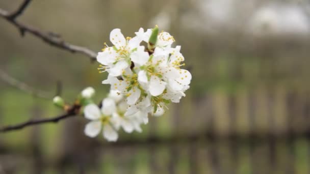 Wiśniowa Gałąź Kwitnąca Białymi Kwiatami Kołysze Się Wietrze Zamazane Tło — Wideo stockowe