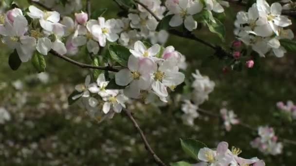 Las Ramas Cerezo Con Flores Rosadas Blancas Tambalean Viento Primer — Vídeo de stock