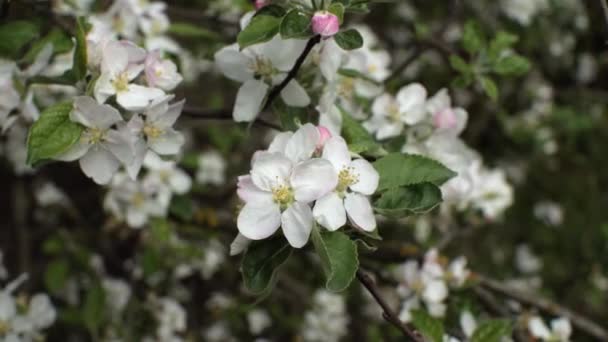 Pembe Beyaz Çiçek Yapraklarıyla Bir Kiraz Ağacının Dalları Rüzgarda Sallanıyor — Stok video