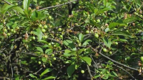 Filialer Med Blad Och Gröna Körsbärsfrukter Långsamma Ledningar Från Höger — Stockvideo