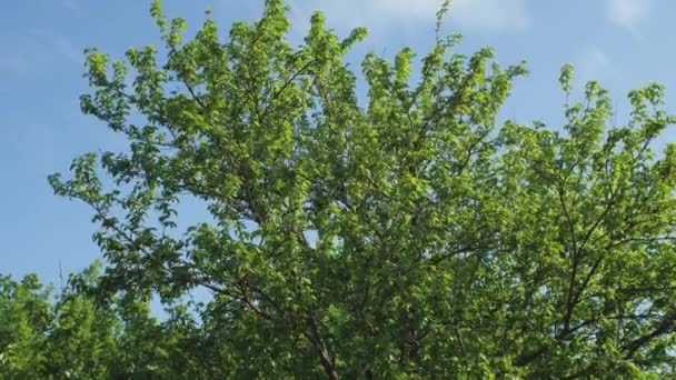 Groene Sappige Bladeren Van Boom Zwaaien Tegen Blauwe Lucht Vroeg — Stockvideo