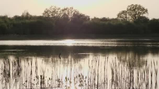 森林湖中夕阳西下 蜂拥而至 水在风中荡漾 森林和芦苇清晰可见 — 图库视频影像
