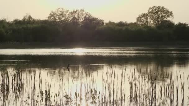 Село Озеро Променях Заходу Сонця Мідь Літає Вода Стискається Вітру — стокове відео