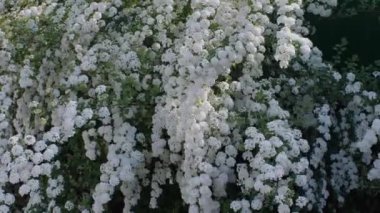 Güneşli bir bahar gününde rüzgarda sallanan beyaz çiçekli büyük bir çalılık. Yakın plan.