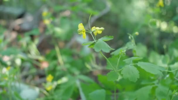 Flor Amarilla Planta Medicinal Celidonia Balancea Viento Fondo Borroso Primer — Vídeo de stock