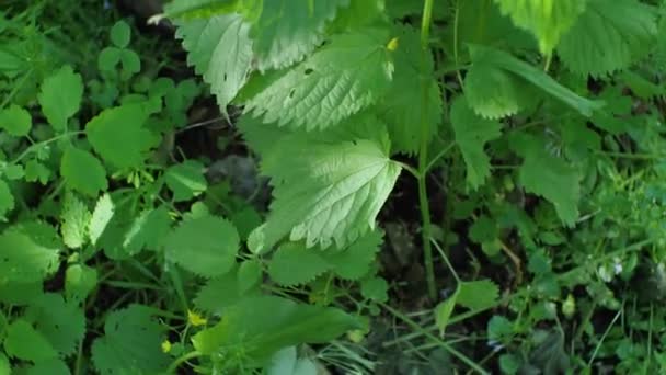 Arbusto Urtiga Verde Oscila Vento Movimento Câmera Baixo Para Cima — Vídeo de Stock