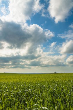 Büyük beyaz bulutlu mavi gökyüzüne karşı yeşil buğday tarlası. Tarım kavramı. Dikey yönelim