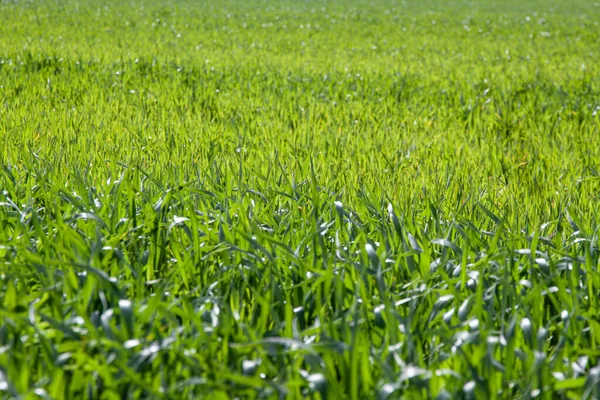 Young Green Wheat Whole Frame Selective Focus Concept Agriculture Background — Stock Photo, Image