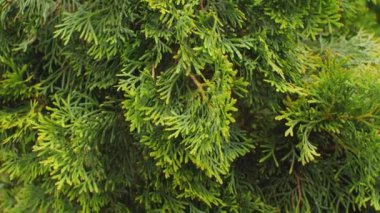 Thuja dalları yakındır. Kamera hareketliliği aşağıdan yukarıya