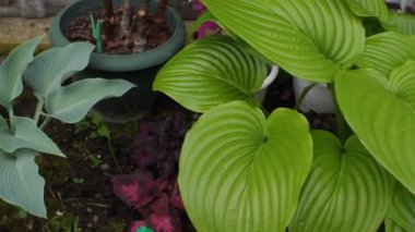 Farklı renklerde bir ev bahçesi. Kamera sağdan sola hareket ediyor.