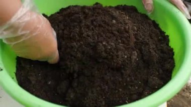 Eldiven giymiş kadın elleri, çiçek nakli için leğende bir spatula ile toprağı karıştırıyor. Bahçe konsepti