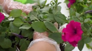 Eldivenli bir kadının elleri petunyanın yeni nakledildiği tencerede toprağı sıkıştırıyor. Bahçe konsepti